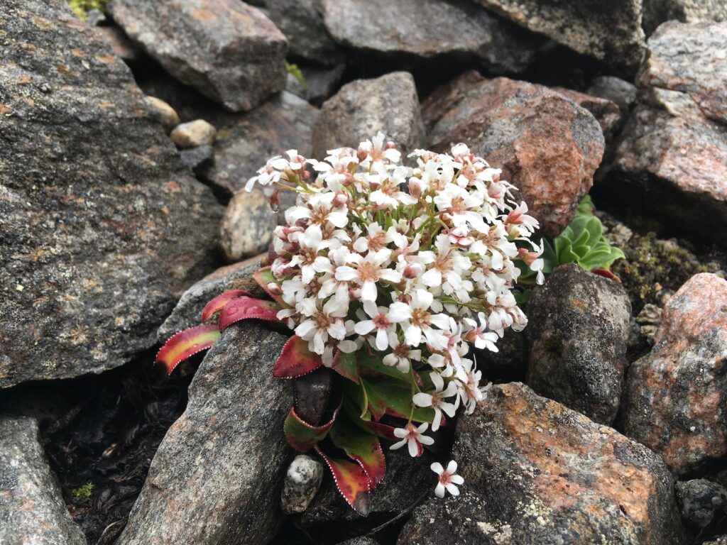 Flowers on the sidelines in the mountains