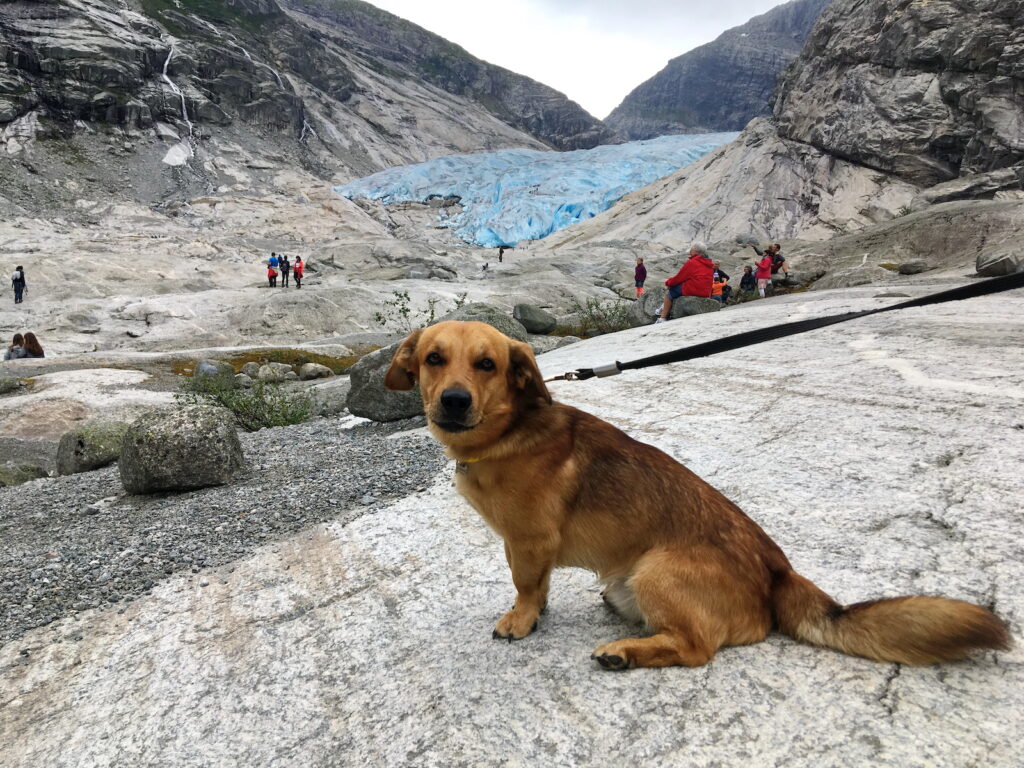 Glacier and dog