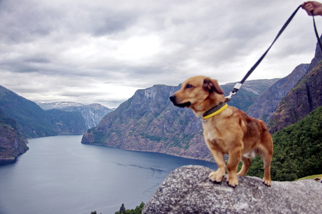 fjord and a dog