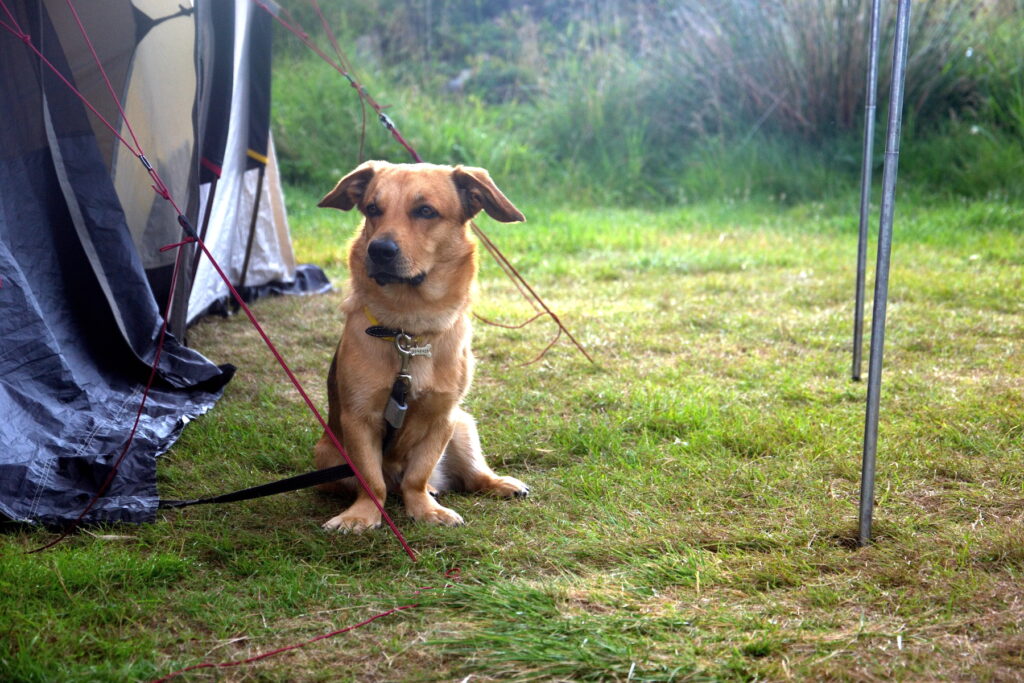 dog and tent on grass