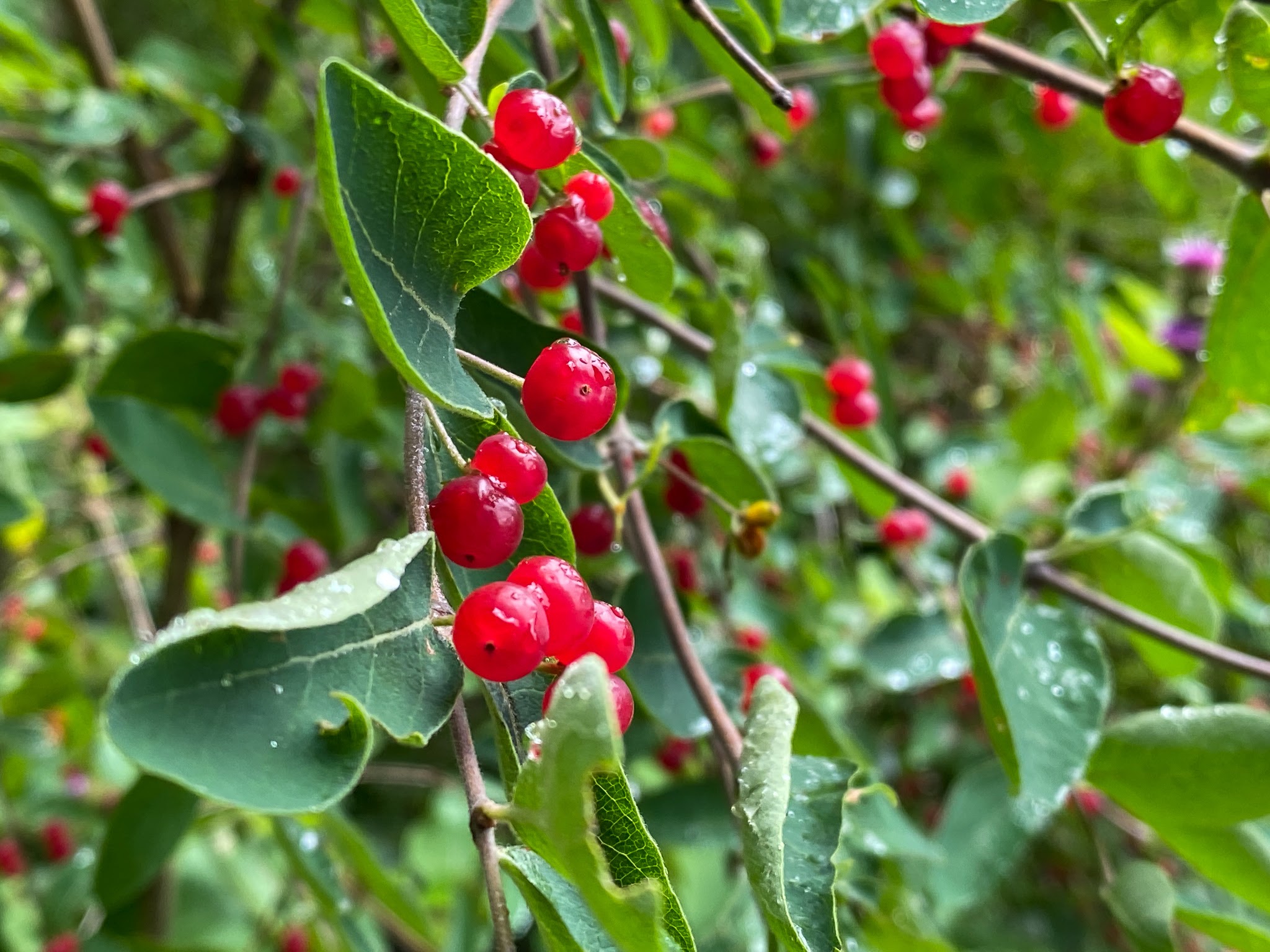 red berries